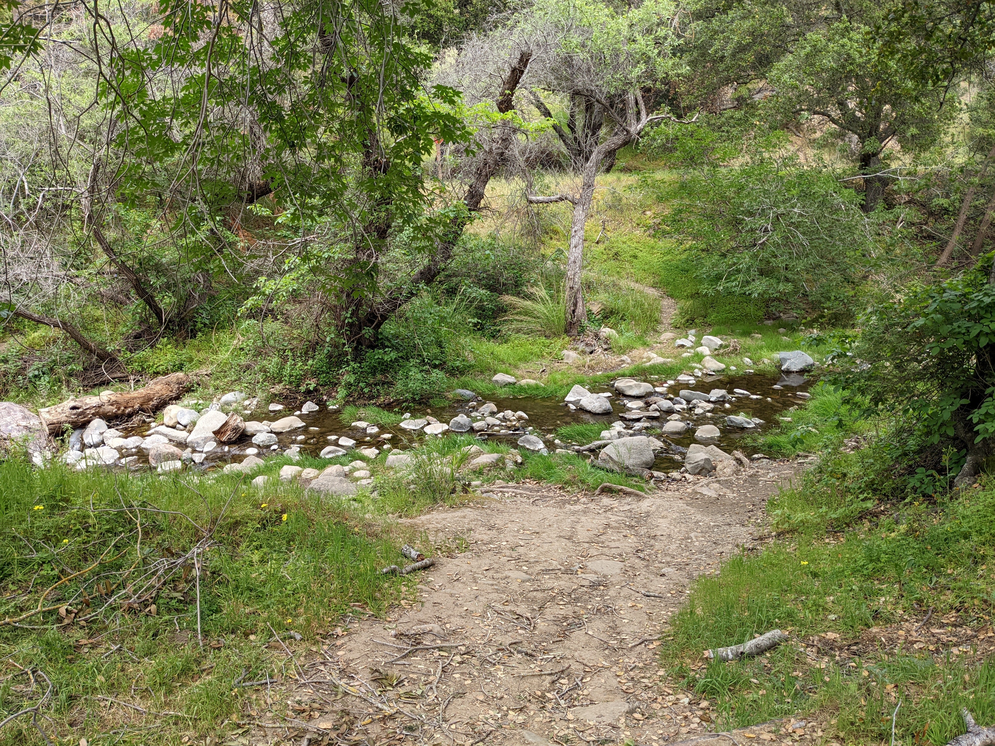 Penitencia Creek scene